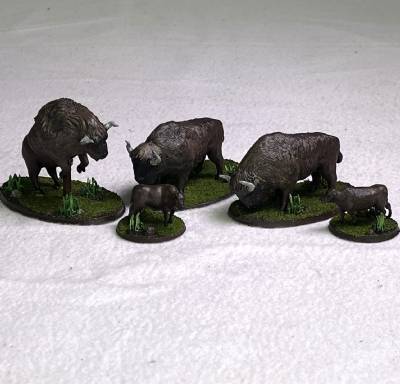 North American Bison herd (6)